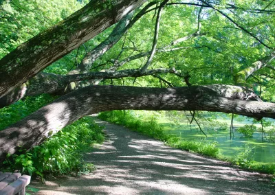 The large tree branch over the nature path.