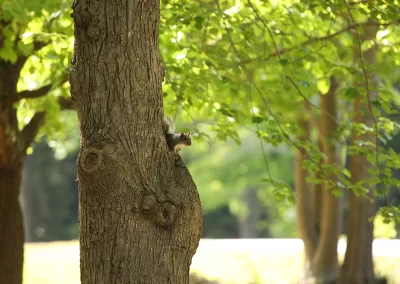 Cute squirrel looking out from old knotted tree in park forest
