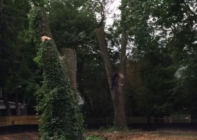 Tree Trimming, Tree and Stump Removal, and Land Clearing by Butler Tree Service